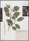 Foto von Salix caprea L.
